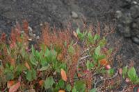 05-26-2009 : La Palma, Jour 04, Coulée de lave, Fuencaliente, Volcan Teneguia