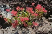 06-07-2009 : Tenerife, Jour 05, la Ladera de Güimar, Mirador Don Martin, Corona Forestal