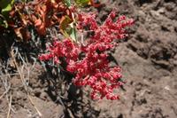 06-07-2009 : Tenerife, Jour 05, la Ladera de Güimar, Mirador Don Martin, Corona Forestal