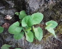 06-11-2001 : Tenerife, Jour 02, Montaña roja, déjeuner versant Sud, la Caldera du Teide