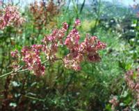 06-13-2001 : Tenerife, Jour 04, Ponte del Agua