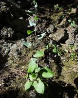 06-13-2001 : Tenerife, Jour 04, Ponte del Agua