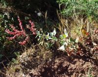 06-13-2001 : Tenerife, Jour 04, Ponte del Agua
