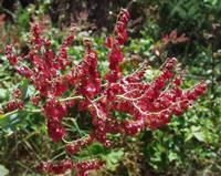 06-13-2001 : Tenerife, Jour 04, Ponte del Agua