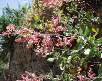 06-13-2001 : Tenerife, Jour 04, Ponte del Agua