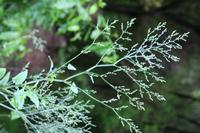 05-25-2009 : La Palma, Jour 03, Jardin de las Hesperides, la Galga