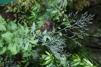 05-25-2009 : La Palma, Jour 03, Jardin de las Hesperides, la Galga