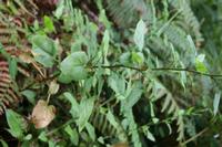 05-25-2009 : La Palma, Jour 03, Jardin de las Hesperides, la Galga