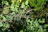 05-28-2009 : La Palma, Jour 06, Cubo de la Galga, Playa de Nogales