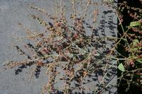 05-28-2009 : La Palma, Jour 06, Cubo de la Galga, Playa de Nogales