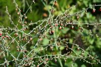 05-28-2009 : La Palma, Jour 06, Cubo de la Galga, Playa de Nogales