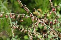 05-28-2009 : La Palma, Jour 06, Cubo de la Galga, Playa de Nogales