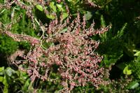 05-28-2009 : La Palma, Jour 06, Cubo de la Galga, Playa de Nogales