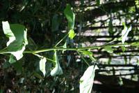 05-28-2009 : La Palma, Jour 06, Cubo de la Galga, Playa de Nogales