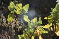 06-06-2009 : Tenerife, Jour 04, Mirador de Jardina, Parque rural d'Anaga, Forêt pluviale