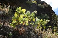 06-06-2009 : Tenerife, Jour 04, Mirador de Jardina, Parque rural d'Anaga, Forêt pluviale