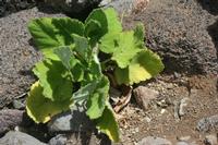 06-06-2009 : Tenerife, Jour 04, Mirador de Jardina, Parque rural d'Anaga, Forêt pluviale