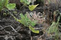 06-06-2009 : Tenerife, Jour 04, Mirador de Jardina, Parque rural d'Anaga, Forêt pluviale