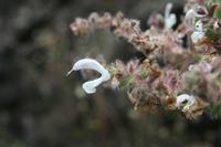 06-06-2009 : Tenerife, Jour 04, Mirador de Jardina, Parque rural d'Anaga, Forêt pluviale