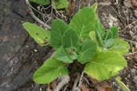 06-06-2009 : Tenerife, Jour 04, Mirador de Jardina, Parque rural d'Anaga, Forêt pluviale