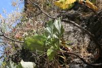 06-06-2009 : Tenerife, Jour 04, Mirador de Jardina, Parque rural d'Anaga, Forêt pluviale