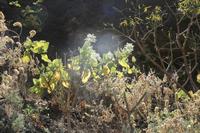 06-06-2009 : Tenerife, Jour 04, Mirador de Jardina, Parque rural d'Anaga, Forêt pluviale