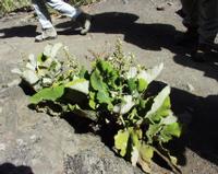 06-14-2001 : Tenerife, Jour 05, Barranco de Masca, plaine côtière NO