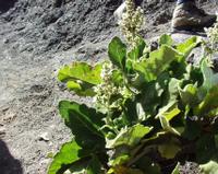 06-14-2001 : Tenerife, Jour 05, Barranco de Masca, plaine côtière NO