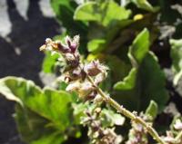 06-14-2001 : Tenerife, Jour 05, Barranco de Masca, plaine côtière NO