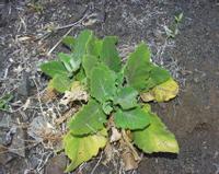 06-14-2001 : Tenerife, Jour 05, Barranco de Masca, plaine côtière NO