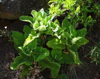 06-14-2001 : Tenerife, Jour 05, Barranco de Masca, plaine côtière NO