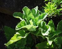 06-14-2001 : Tenerife, Jour 05, Barranco de Masca, plaine côtière NO