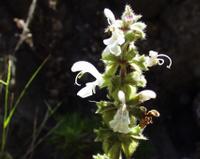 06-14-2001 : Tenerife, Jour 05, Barranco de Masca, plaine côtière NO