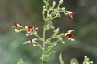06-04-2009 : Tenerife, Jour 02, El Portillo JB, las Cañadas, Caldera du Teide