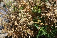 06-04-2009 : Tenerife, Jour 02, El Portillo JB, las Cañadas, Caldera du Teide