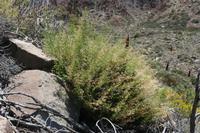 06-04-2009 : Tenerife, Jour 02, El Portillo JB, las Cañadas, Caldera du Teide