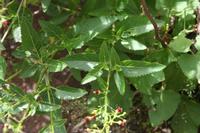 06-04-2009 : Tenerife, Jour 02, El Portillo JB, las Cañadas, Caldera du Teide