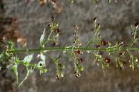 06-04-2009 : Tenerife, Jour 02, El Portillo JB, las Cañadas, Caldera du Teide
