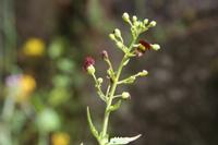 06-04-2009 : Tenerife, Jour 02, El Portillo JB, las Cañadas, Caldera du Teide