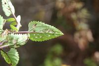 06-04-2009 : Tenerife, Jour 02, El Portillo JB, las Cañadas, Caldera du Teide