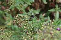 06-04-2009 : Tenerife, Jour 02, El Portillo JB, las Cañadas, Caldera du Teide