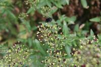 06-04-2009 : Tenerife, Jour 02, El Portillo JB, las Cañadas, Caldera du Teide
