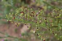 06-04-2009 : Tenerife, Jour 02, El Portillo JB, las Cañadas, Caldera du Teide