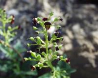 06-10-2001 : Tenerife, Jour 01, El Portillo JB, las Cañadas