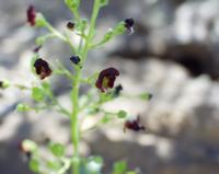 06-10-2001 : Tenerife, Jour 01, El Portillo JB, las Cañadas