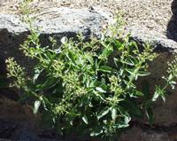 06-10-2001 : Tenerife, Jour 01, El Portillo JB, las Cañadas