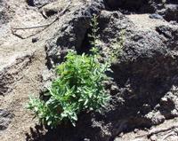 06-10-2001 : Tenerife, Jour 01, El Portillo JB, las Cañadas