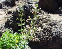 06-10-2001 : Tenerife, Jour 01, El Portillo JB, las Cañadas