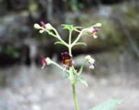 06-11-2001 : Tenerife, Jour 02, Montaña roja, déjeuner versant Sud, la Caldera du Teide