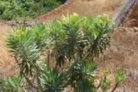 06-05-2009 : Tenerife, Jour 03, El Buen Paso, Mirador de Lomo Molino, Mirador de la Monja